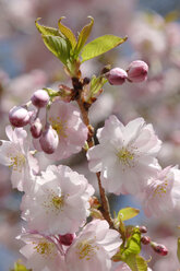 Kirschblüten - CRF00928