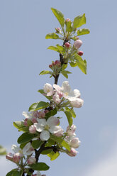 Apfelblüte, Nahaufnahme - CRF00914