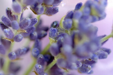 Fresh lavender flowers - ASF02281