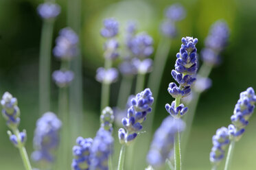 Frische Lavendelblüten - ASF02280