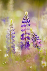 Wild Lupines in field, close-up - EKF00729