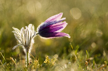 Pasque flower, close-up - EKF00727