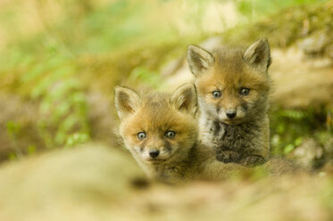 Rotfuchs wirft im Wald - EKF00713