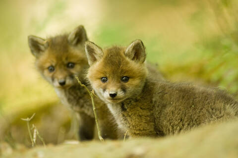 Rotfuchs wirft im Wald, lizenzfreies Stockfoto