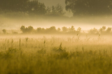 Landschaft im Morgennebel - EKF00684