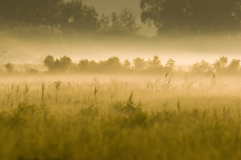 Landscape in morning fog - EKF00684