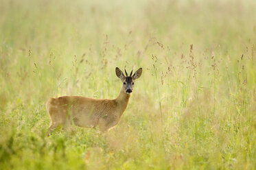 Rehbock auf der Wiese - EKF00679