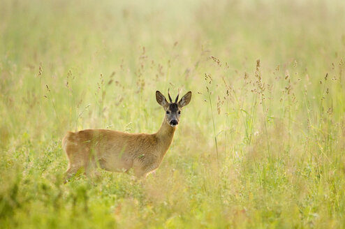 Roebuck in meadow - EKF00679