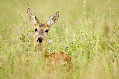 Roe deer in meadow, close-up - EKF00658