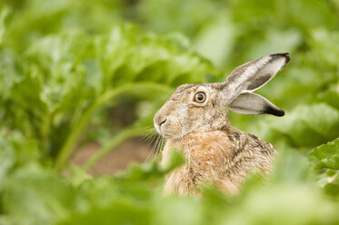 Hase im Feld - EKF00657