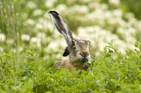 Hare in field eating leaves - EKF00649