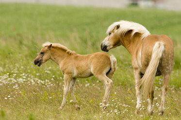 Exmoor-Pony mit Fohlen - EKF00642
