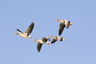 Graugänse im Flug, niedriger Blickwinkel - EKF00638