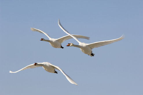 Flying mute swans - EKF00635