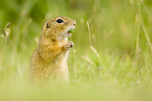 Europäisches Erdhörnchen frisst Gras - EKF00623