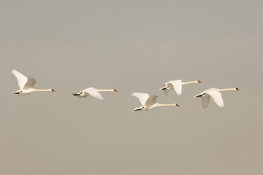 Fliegende Höckerschwäne - EKF00621