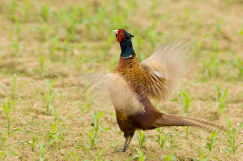 Pheasant in field stock photo