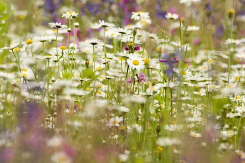 Gänseblümchen auf der Sommerwiese, lizenzfreies Stockfoto