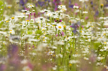 Daisy flowers in summer meadow - EKF00612