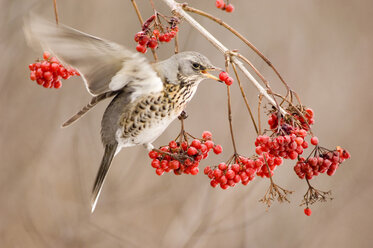 Feldsperling, Turdus pilaris, frisst Ebereschenbeeren - EK00742