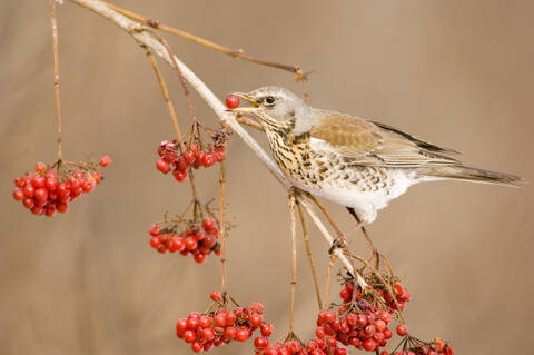 Feldsperling, Turdus pilaris, frisst Ebereschenbeeren, lizenzfreies Stockfoto