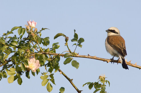 Male red-backed shrike (Lanius collurio) perched on brance - EK00739