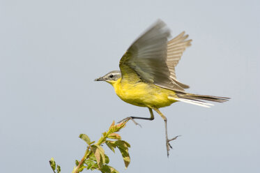 Gebirgsstelze, motacilla flava - EK00738