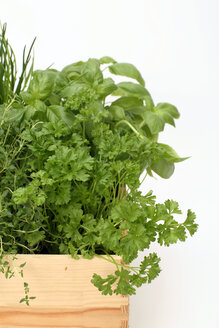 Herb plants in wood pot, close-up - WESTF01353