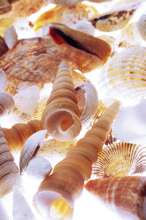 Sea shells - 03819CS-U