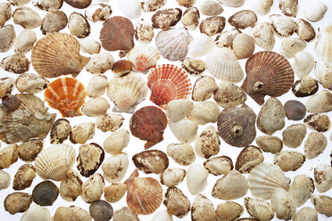 Sea shells, elevated view, close-up - 03816CS-U