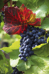 Bunch of ripe grapes on vine, close-up - 04096CS-U