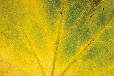 Autumnal virginia creeper leafs - 04144CS-U