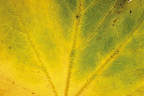 Herbstliche Blätter des Virginia Creeper - 04144CS-U