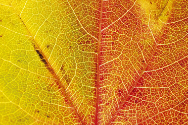 Herbstliche Blätter des Virginia Creeper - 04143CS-U