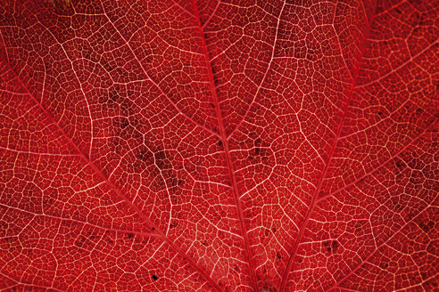 Herbstliche Blätter des Virginia Creeper - 04142CS-U