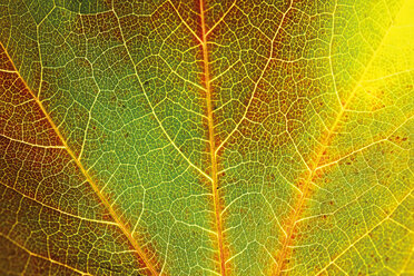 Autumnal virginia creeper leafs - 04141CS-U