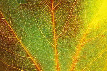 Herbstliche Blätter des Virginia Creeper - 04141CS-U