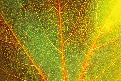 Herbstliche Blätter des Virginia Creeper - 04141CS-U