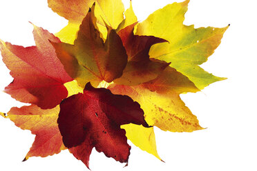 Herbstliche Blätter des Virginia Creeper - 04140CS-U