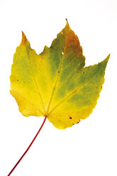 Herbstliche Blätter des Virginia Creeper - 04137CS-U