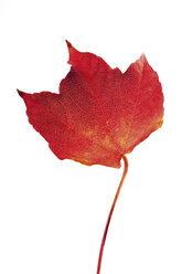 Herbstliche Blätter des Virginia Creeper - 04133CS-U