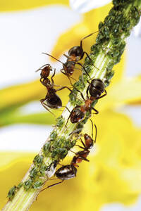 Rote Ameisen am Stängel mit Blattläusen - 04189CS-U