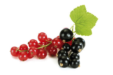 Rote und schwarze Johannisbeeren - 04242CS-U