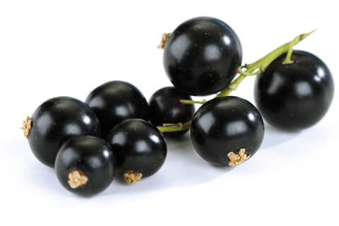 Schwarze Johannisbeeren vor weißem Hintergrund, Nahaufnahme, lizenzfreies Stockfoto