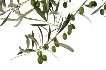 Fresh olives on twig, close-up - 04386CS-U