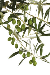 Fresh olives on twig, close-up - 04385CS-U