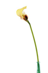 Gelbe Calla, Zantedeschia aethiopica - 04372CS-U