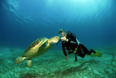 Philippines, scuba diver with green turle - GNF00797