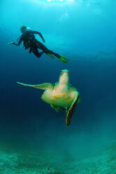Philippines, scuba diver with green turle - GNF00795