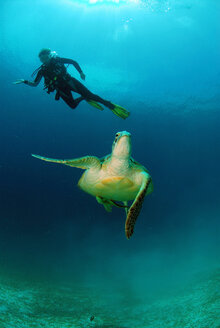 Philippinen, Taucher mit grüner Schildkröte - GNF00795